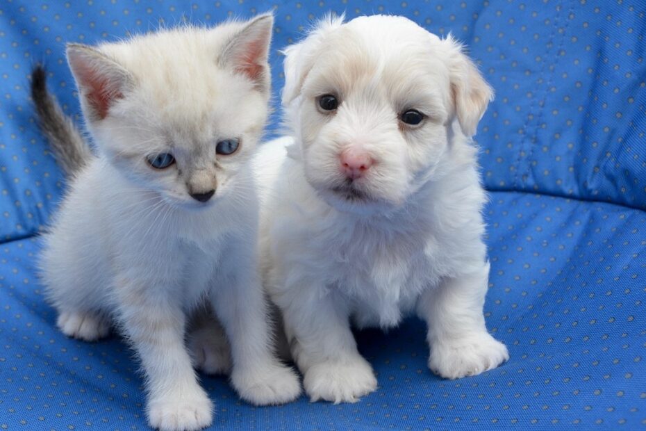 assurance animaux selfassurance