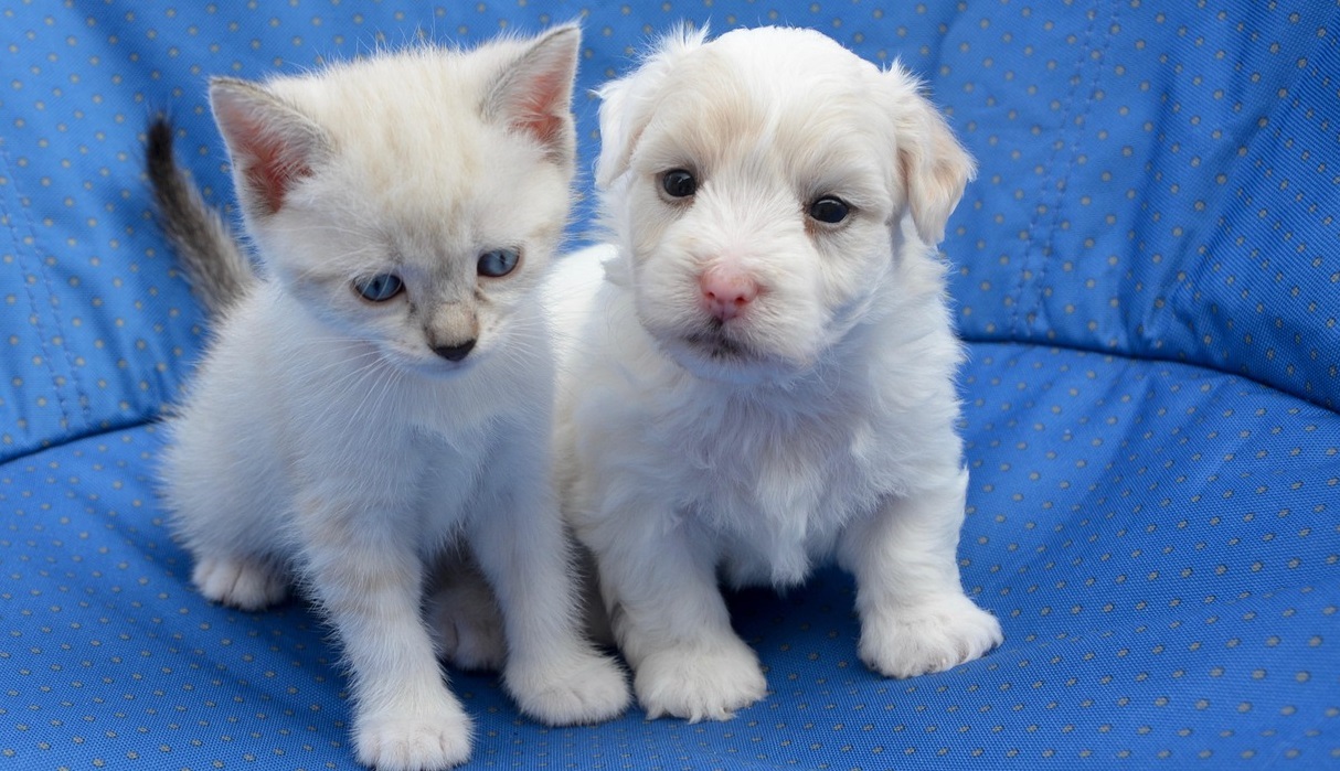 assurance animaux selfassurance