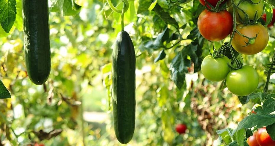 permacool graines pour potager