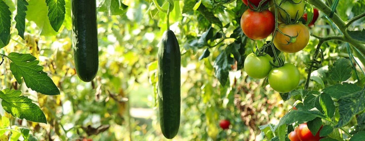 permacool graines pour potager